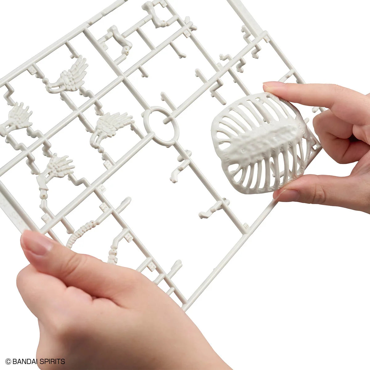 Bandai Plannosaurus Archelon Model Kit