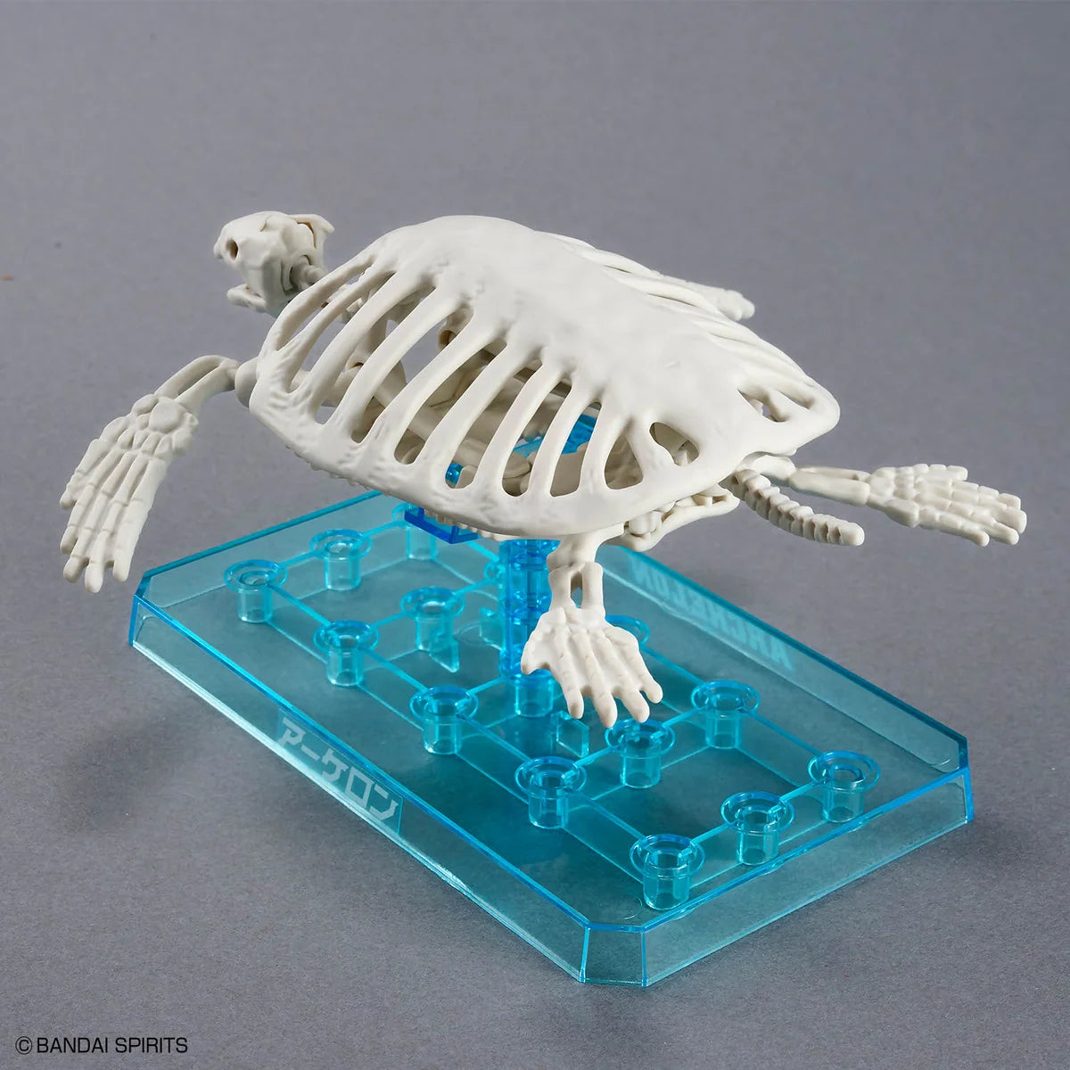Bandai Plannosaurus Archelon Model Kit